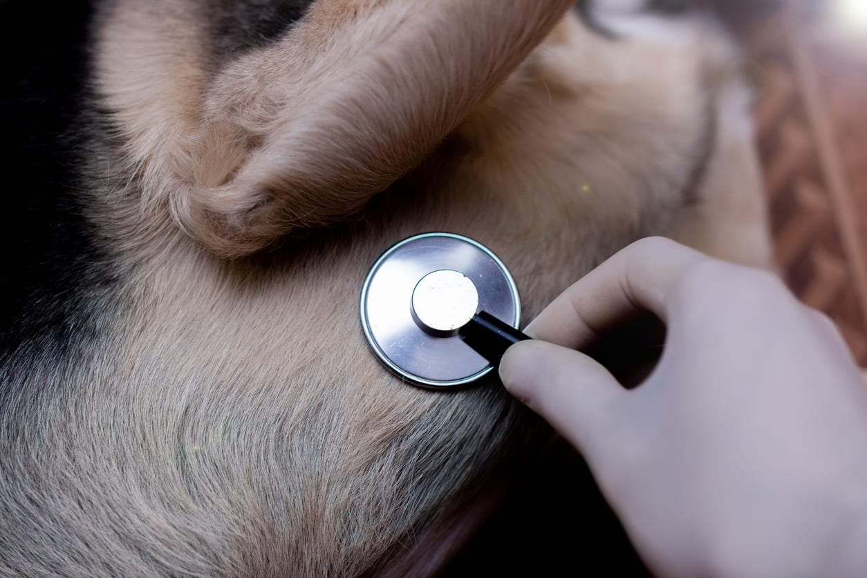 veterinary concept, stethoscope in the heart of a dog.