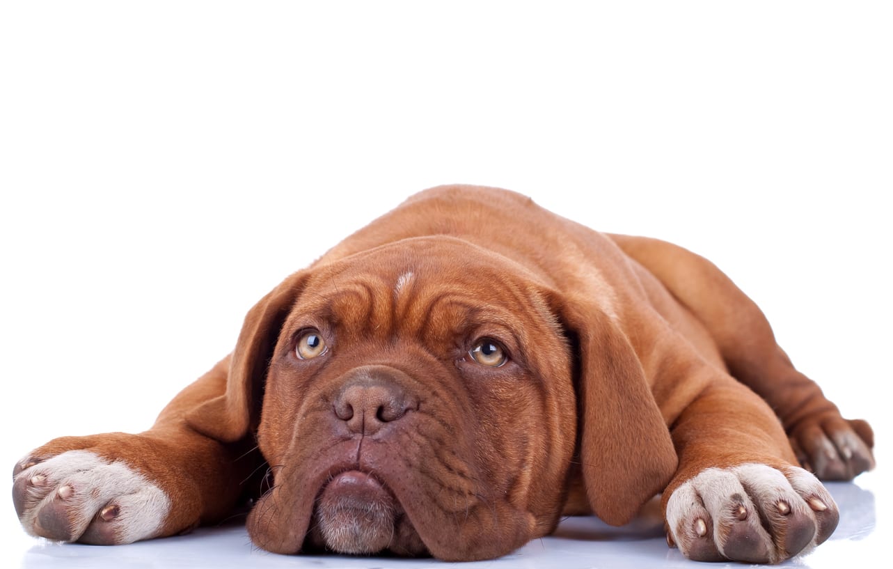 cute french mastiff