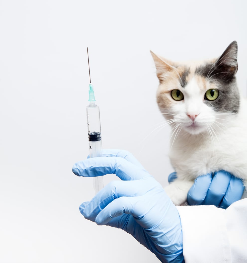 Vaccination du chat Comment faire vacciner son chat CHV Pommery