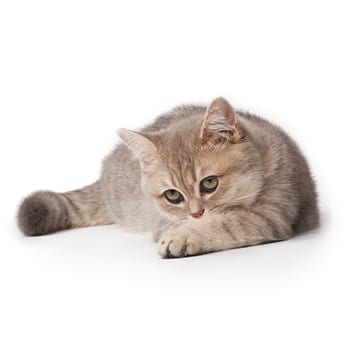 Nos conseils pour tempérer l’asthme chez le chat